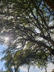Quercus agrifolia