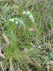 Pimelea octophylla