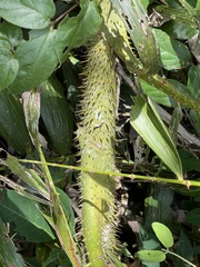 Calamus formosanus