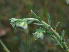 Pimelea octophylla