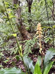 Calanthe