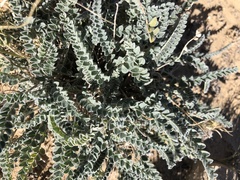 Astragalus mollissimus