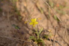 Cyanella lutea