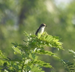 Lanius cristatus