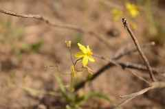 Cyanella lutea