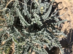 Astragalus mollissimus