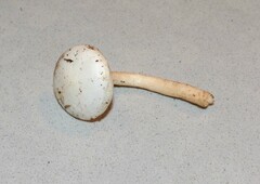 Hygrophorus