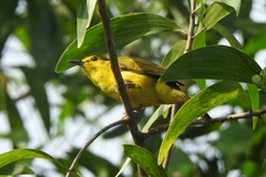 Iole indica