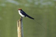 Hirundo smithii