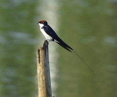 Hirundo smithii