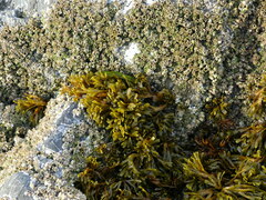 Pelvetiopsis limitata
