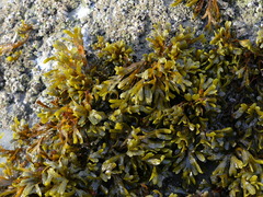 Pelvetiopsis limitata