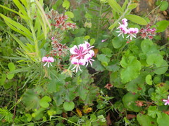Pelargonium cordifolium
