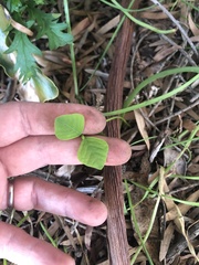 Homalanthus populifolius