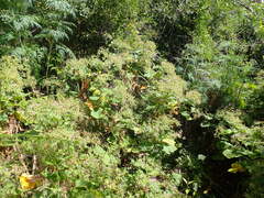 Pelargonium papilionaceum