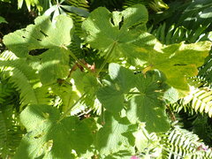 Pelargonium papilionaceum