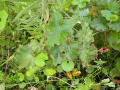 Pelargonium cordifolium