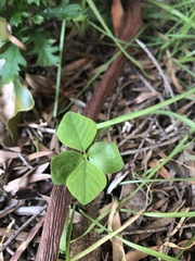 Homalanthus populifolius