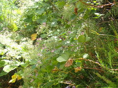 Pelargonium papilionaceum