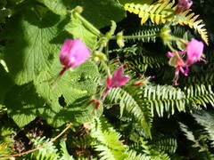 Pelargonium papilionaceum