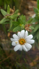 Osmitopsis asteriscoides