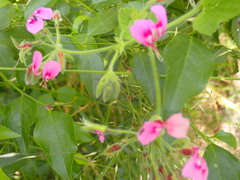 Pelargonium papilionaceum