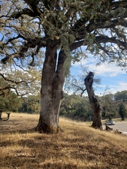 Quercus × eplingii