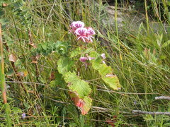 Pelargonium cordifolium