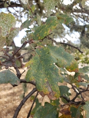 Quercus × eplingii