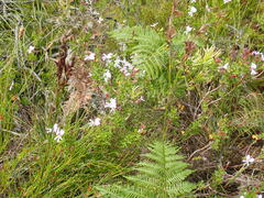 Pelargonium ternatum