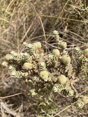 Clutia tomentosa