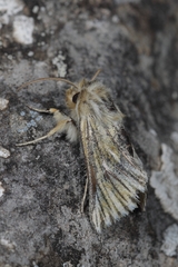 Teinoptera olivina
