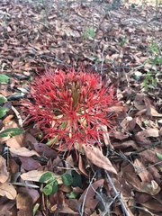 Scadoxus multiflorus
