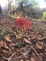 Scadoxus multiflorus