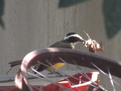Pitangus sulphuratus