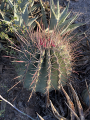 Ferocactus emoryi rectispinus