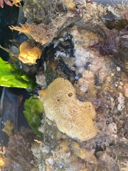 Botrylloides violaceus