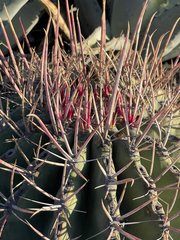 Ferocactus emoryi rectispinus