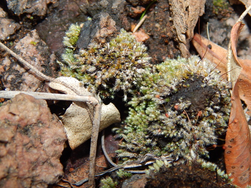 Bryum argenteum image