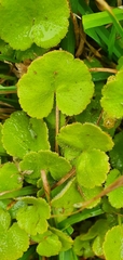 Hydrocotyle robusta
