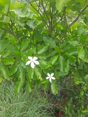 Gardenieae