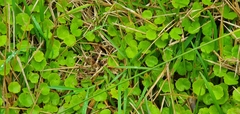 Hydrocotyle robusta