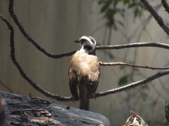 Pitangus sulphuratus