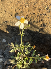 Coreocarpus parthenioides parthenioides