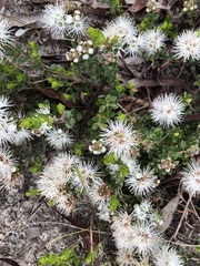 Kunzea pomifera