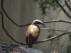 Pitangus sulphuratus