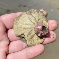 Paraconcavus pacificus