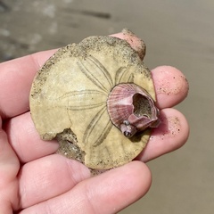 Paraconcavus pacificus