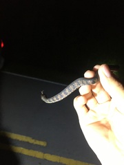 Nerodia fasciata × clarkii