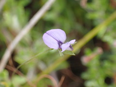 Psoralea plauta